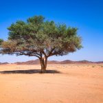green tree on brown sand under blue sky during daytime