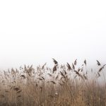 brown grass under white clouds
