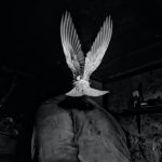 grayscale photography of bird