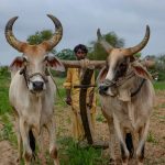 white cow on green grass field during daytime