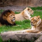 lion and lioness lying on green grass during daytime