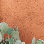 green cactus plants close-up photography