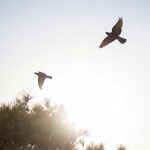 black and white bird flying during daytime
