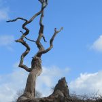 leafless lone tree on hill under sky