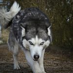 white and gray wolf