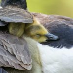 brown and white duck in close up photography