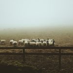 landscape photography of group of sheep on field