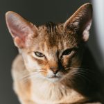 a close up of a cat looking at the camera