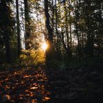 the sun is shining through the trees in the woods