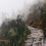 gray rock pathway between green plants