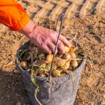 person in orange long sleeve shirt holding green plant in blue plastic bucket