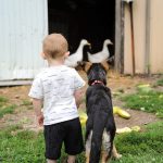 a little boy standing next to a black and brown dog