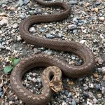 gray snake n gravel