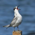 shallow focus photo of white and gray bird
