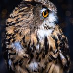brown barn owl