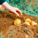 person holding two yellow round fruits