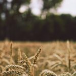 shallow focus photography of wheats during daytime